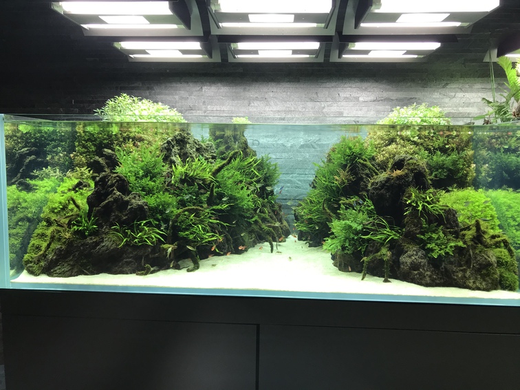 出張先の水族館R3