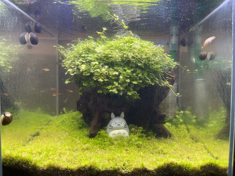 メイン水槽のトラブルR30503