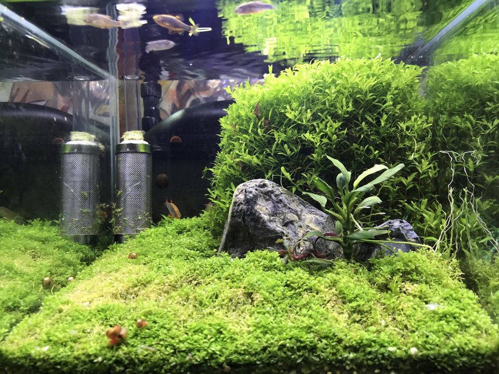 ウェルカム水槽のフィルターメンテ