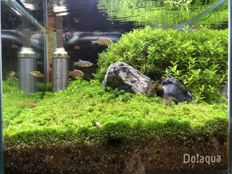 ウェルカム水槽のトリミング1024