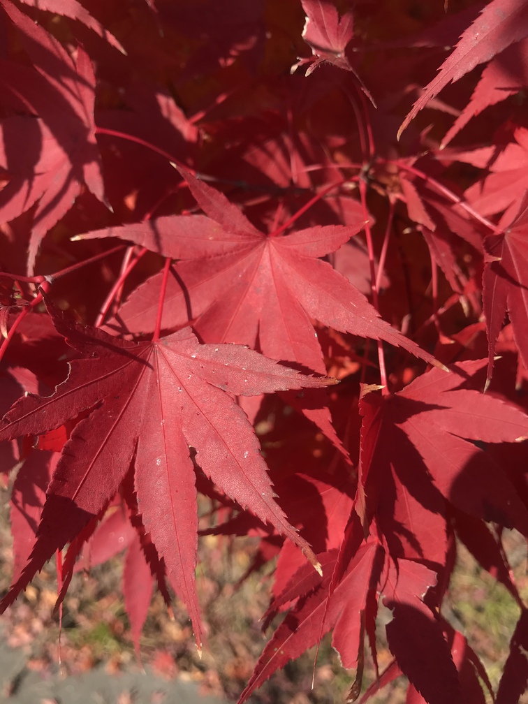 秋の紅葉