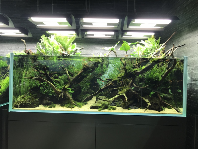 出張先の水族館R3