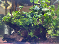 初代水槽R30509 2021/05/09 07:11:00