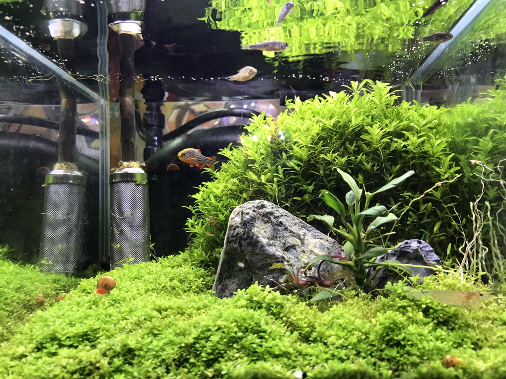 ウェルカム水槽のハナビ