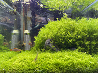 ウェルカム水槽の簡易メンテR30516