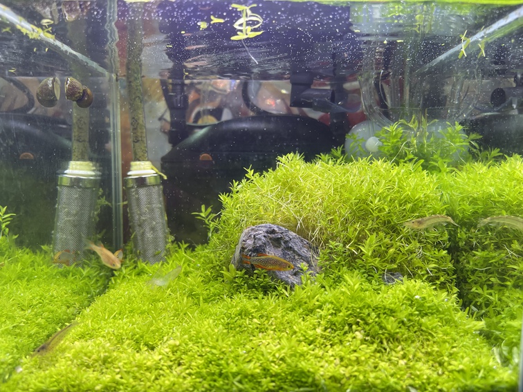 ウェルカム水槽のトリミングR30526