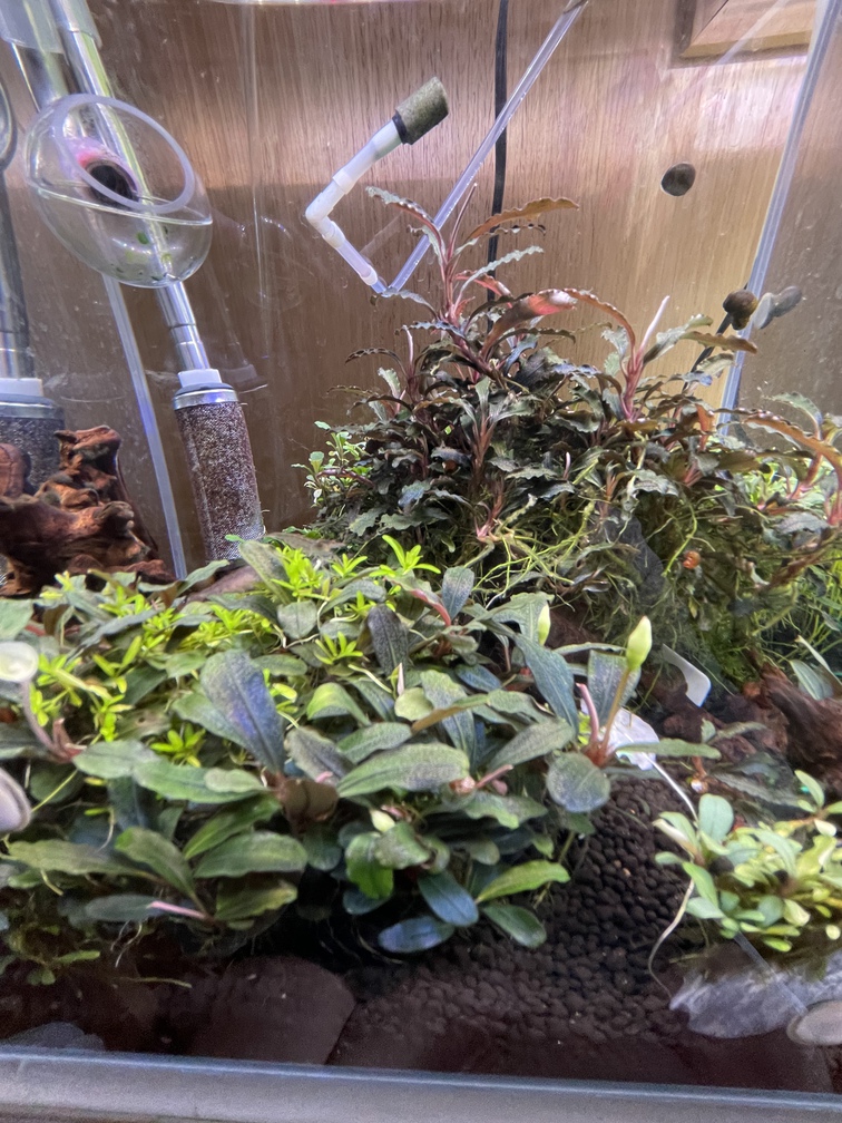 水草ストック水槽