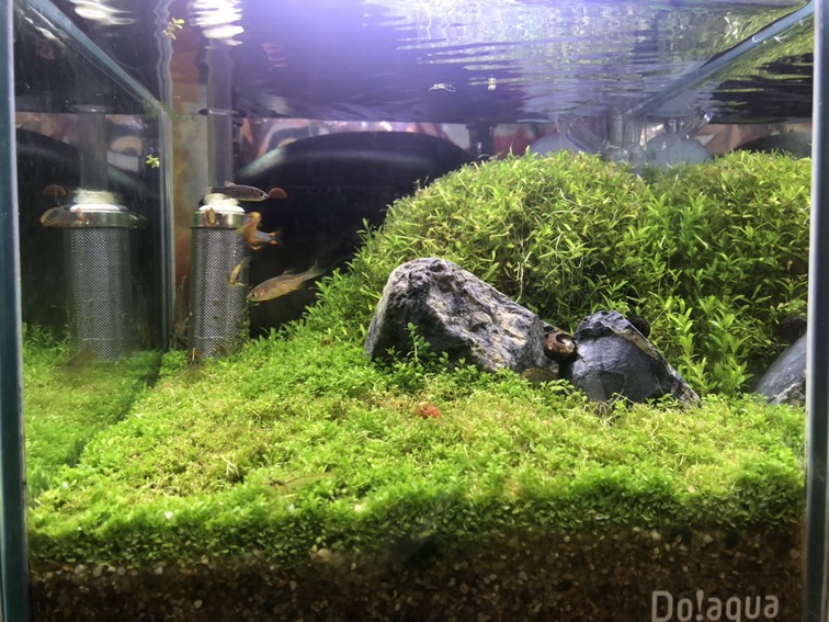 ウェルカム水槽のトリミング1003