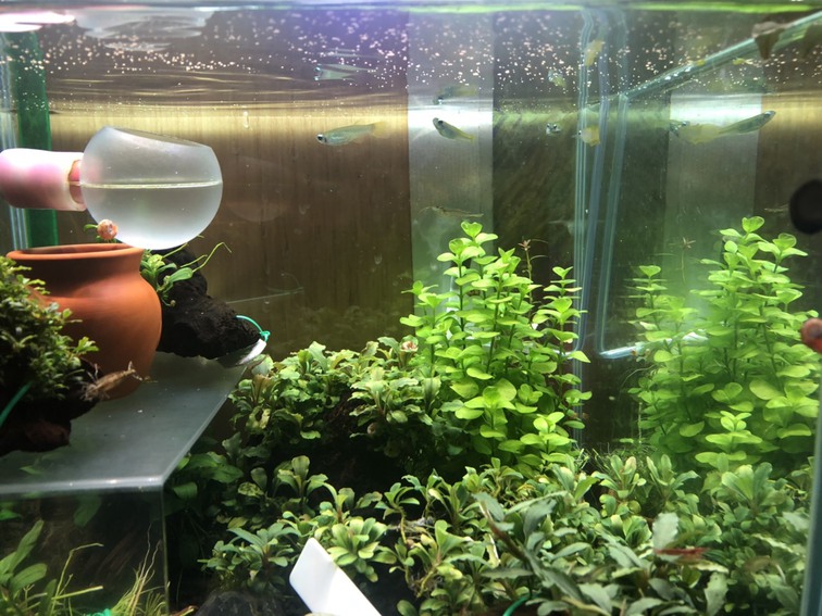 水草ストック水槽0927