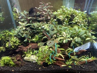 水草ストック水槽R30512 2021/05/14 07:25:00