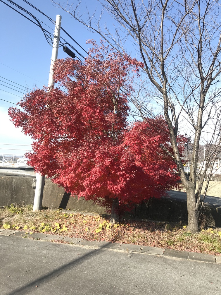 秋の紅葉