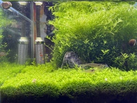 ウェルカム水槽のトリミングR30509 2021/05/10 05:51:00