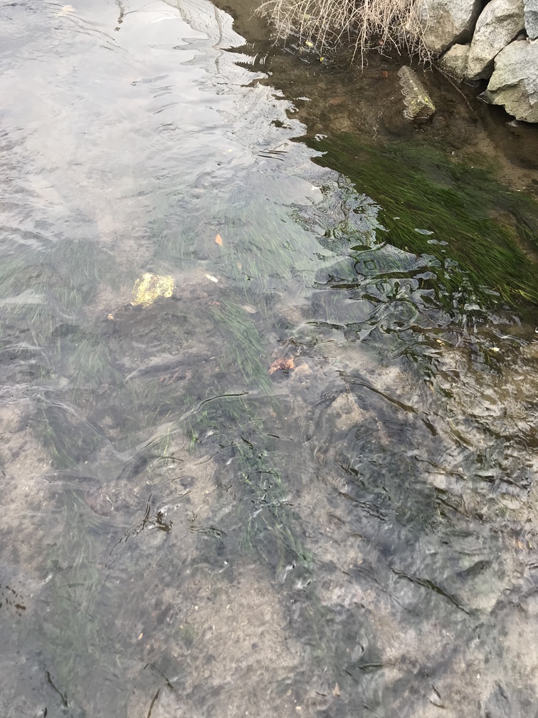 仕事場近くの川