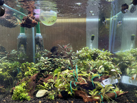 水草ストック水槽R30526 2021/05/26 13:38:00