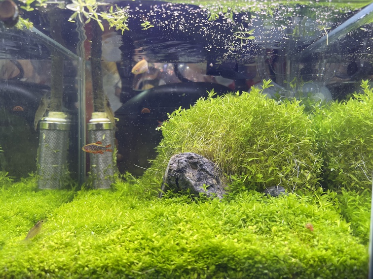 ウェルカム水槽のメンテR0519