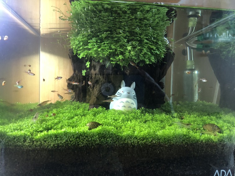 メイン水槽の草刈り1024