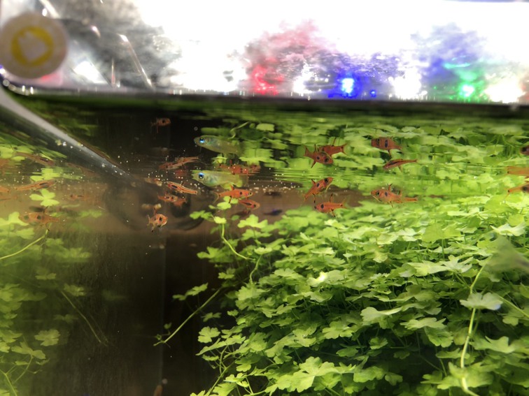 メイン水槽1123