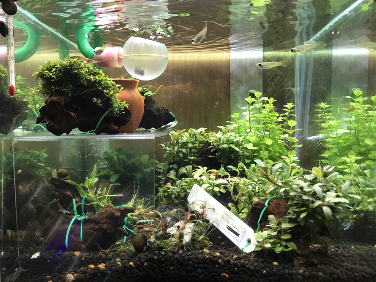 水草ストック水槽0923