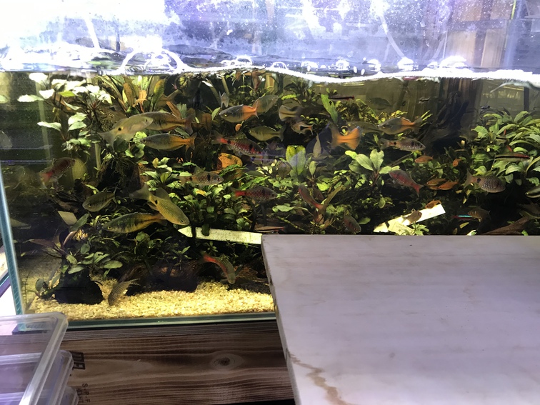 水草屋　極さんへ行ってきた。