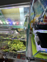 水草ストック水槽　やっちやった。 2021/05/20 16:57:00
