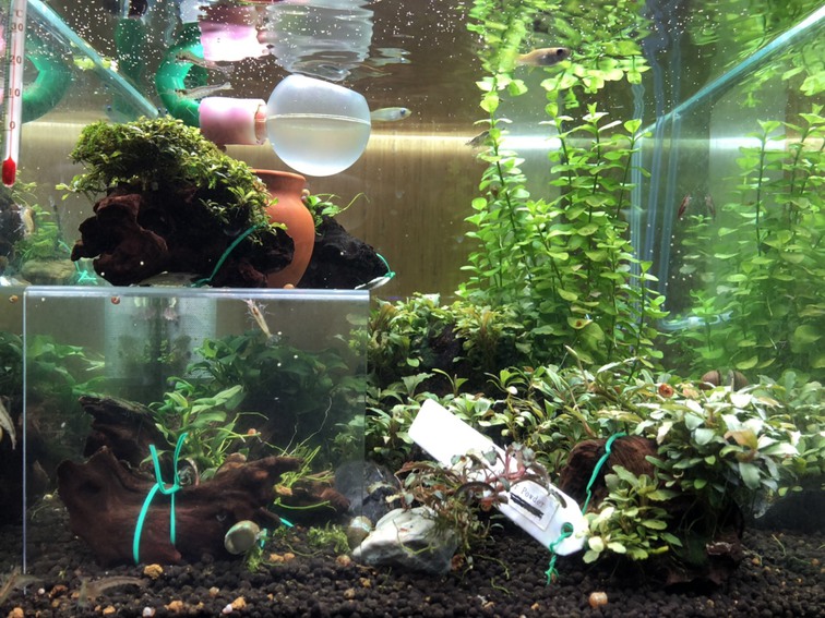 水草ストック水槽の卵？