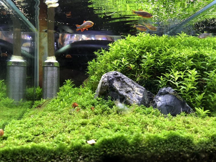 ウェルカム水槽1021