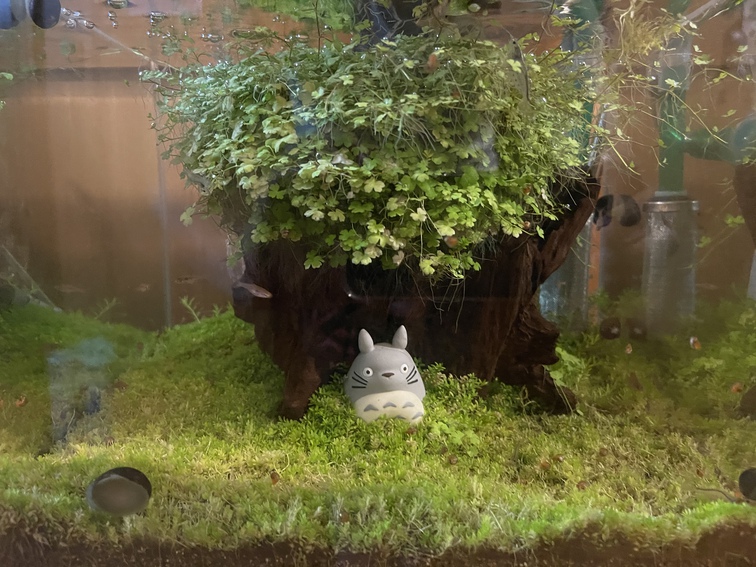 メイン水槽のオークロをトリミングR 30513