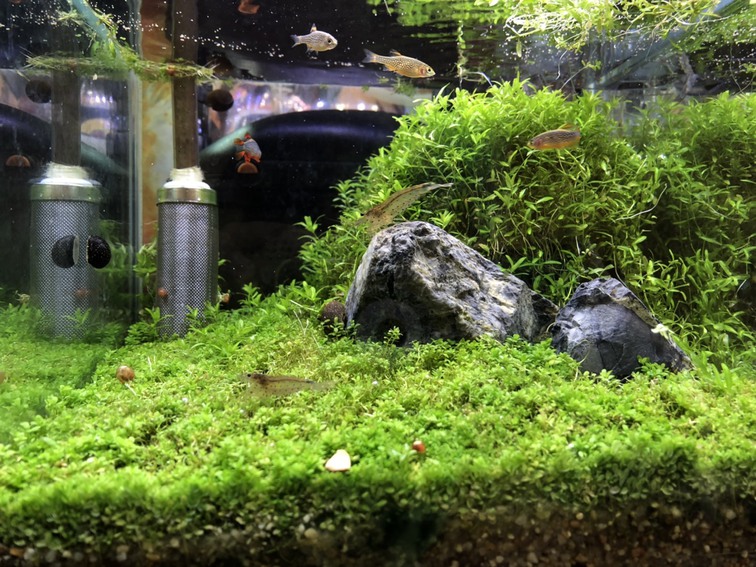 ウェルカム水槽のトリミング1024