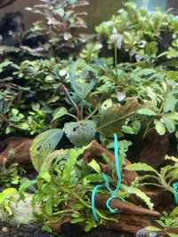 アキレス溶け始める。 2021/05/08 07:53:00