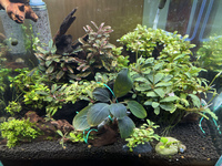 水草ストック水槽R30424 2021/04/26 06:11:00