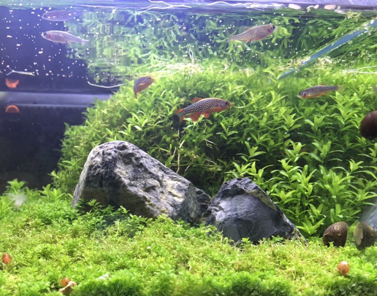 ウェルカム水槽のハナビ1015