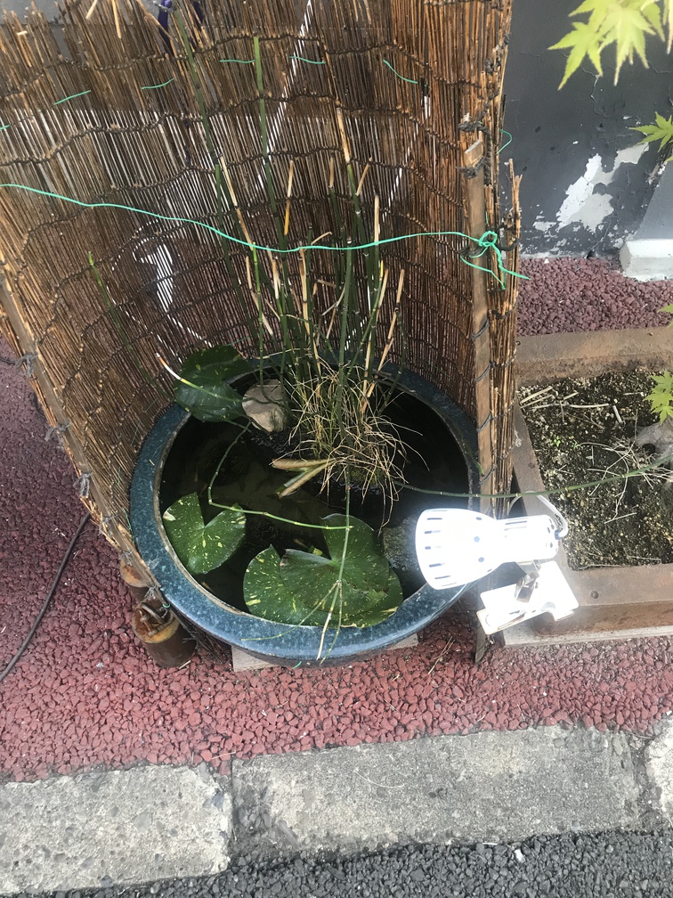 通勤途中のビオトープ