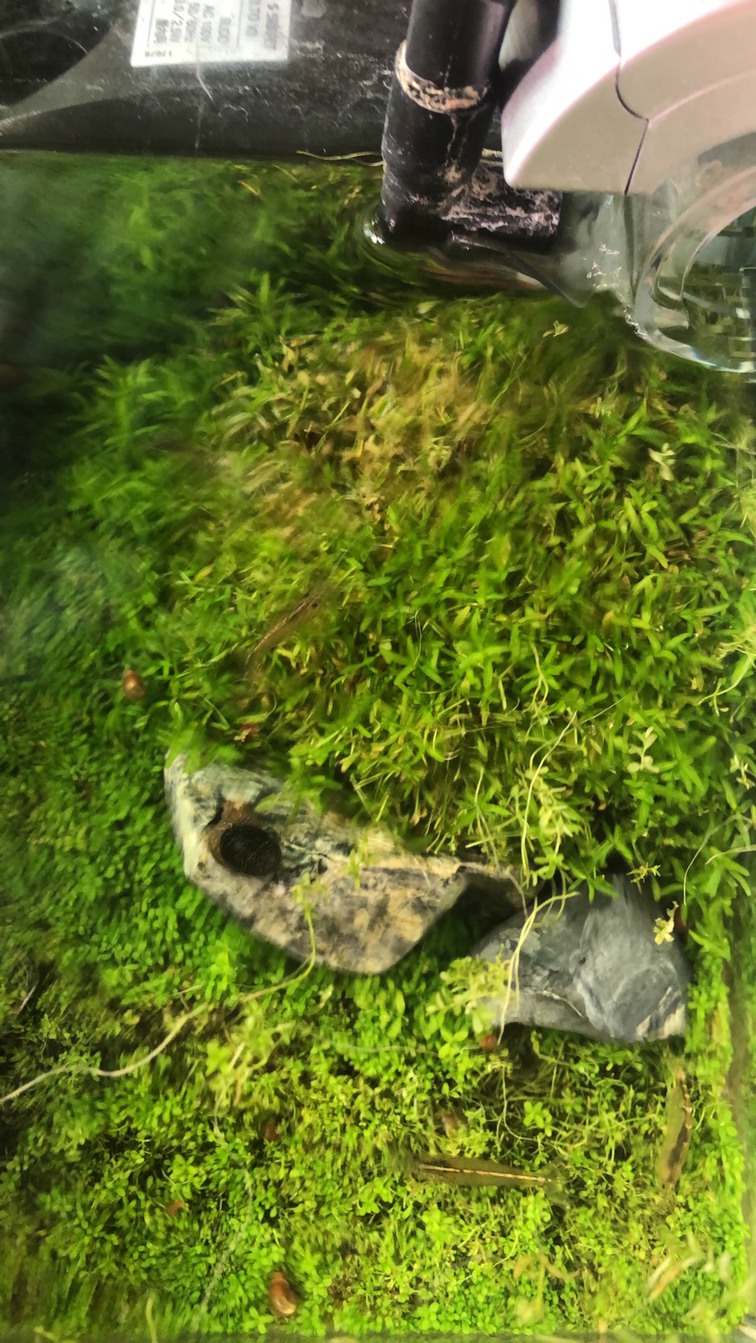 ウェルカム水槽の上から