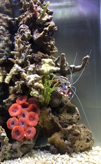 海水魚水槽  夜 2015/01/10 18:19:57