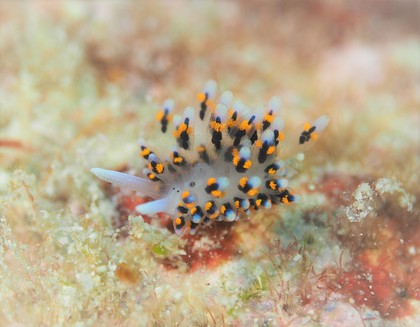 ナイスな海況♪