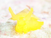来ました！伊良部！