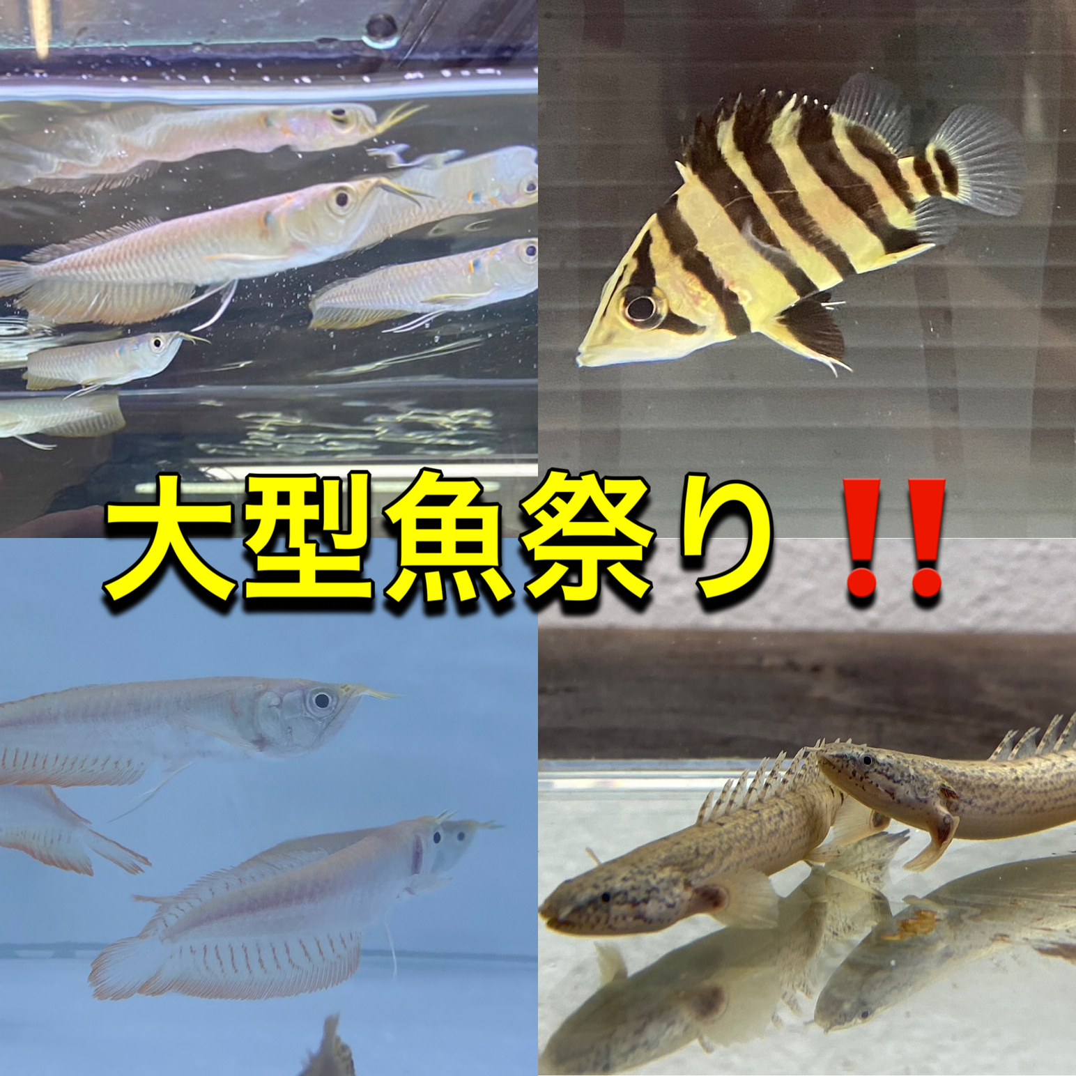 ダルマ琉金トリカラ―　再入荷！！