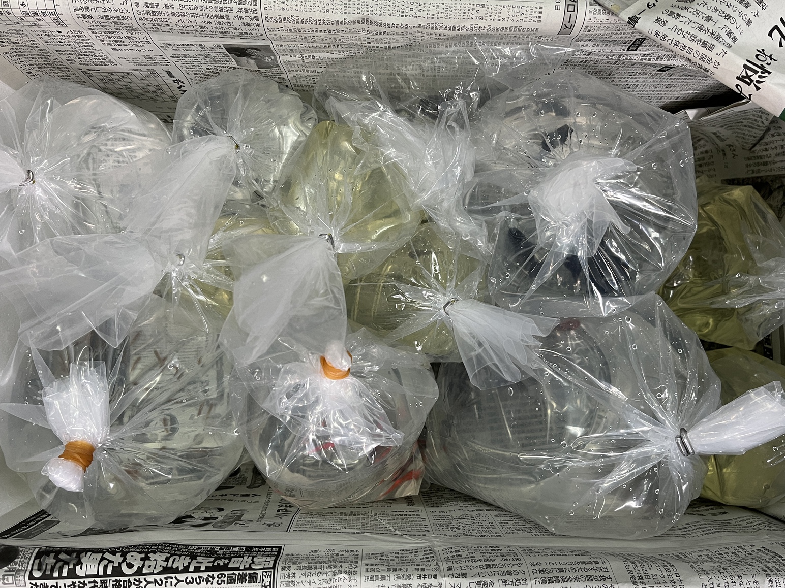 生体入荷！
