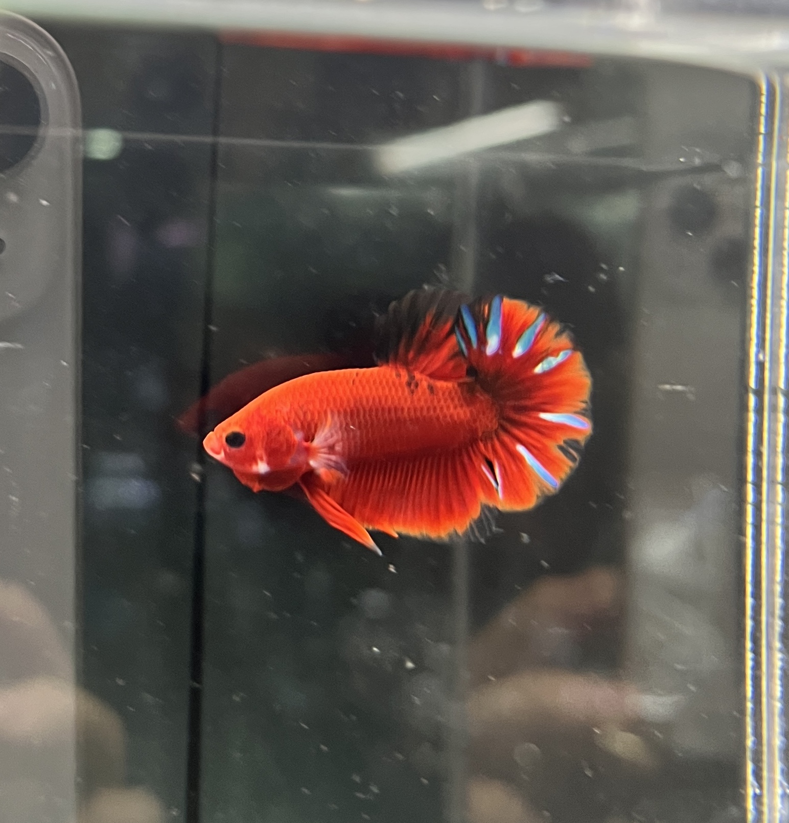 ベタも入荷！！