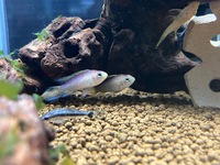 再入荷＆本日のおすすめ金魚！ 2022/08/28 09:23:19