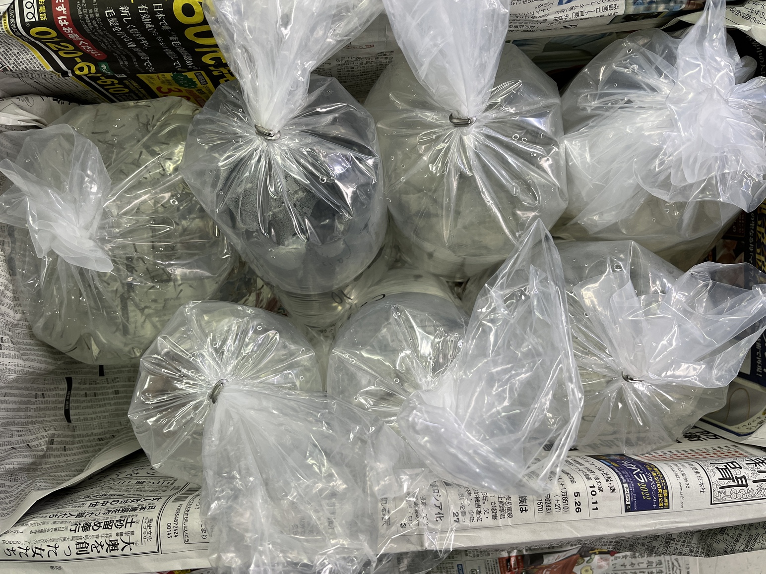 生体入荷！