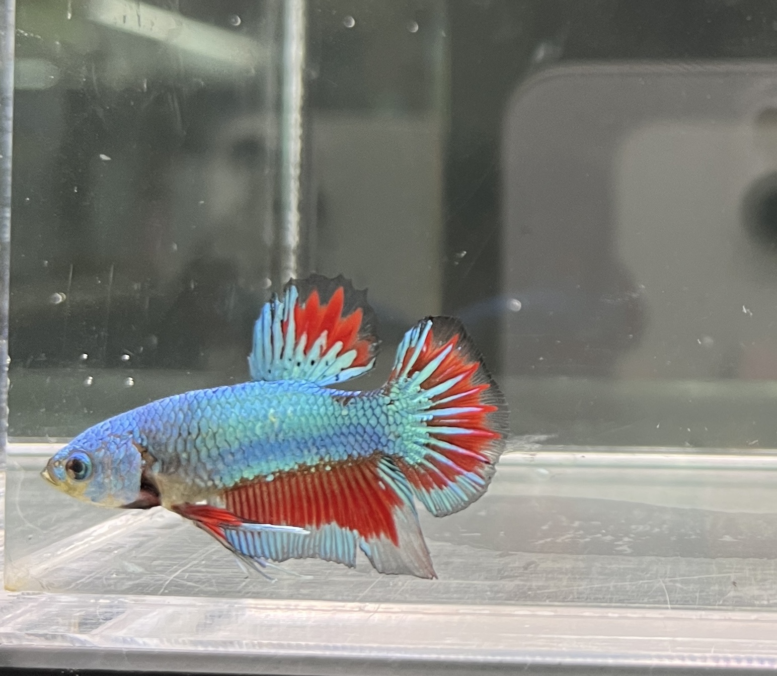 珍魚！！