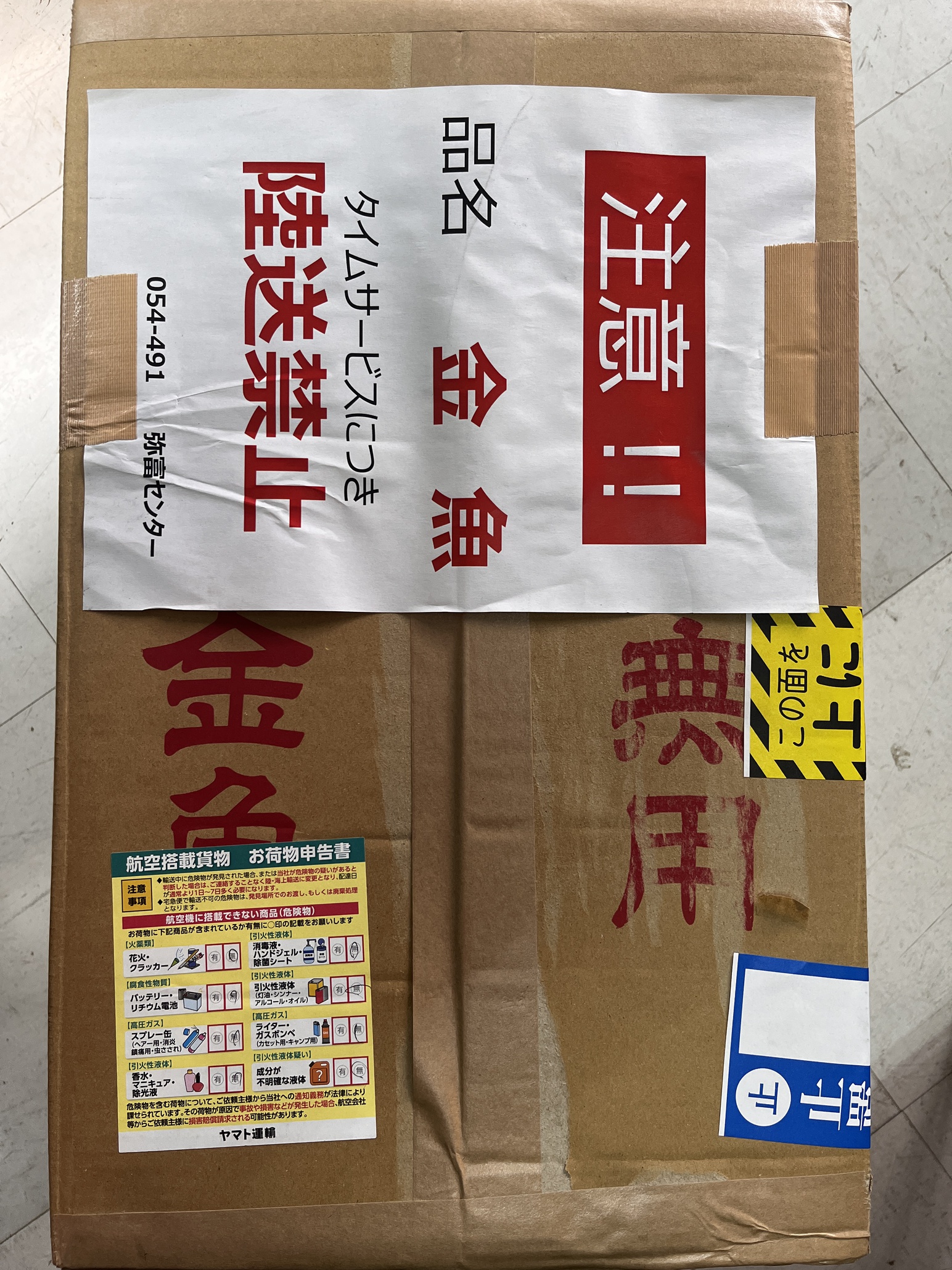 弥富より金魚入荷！！