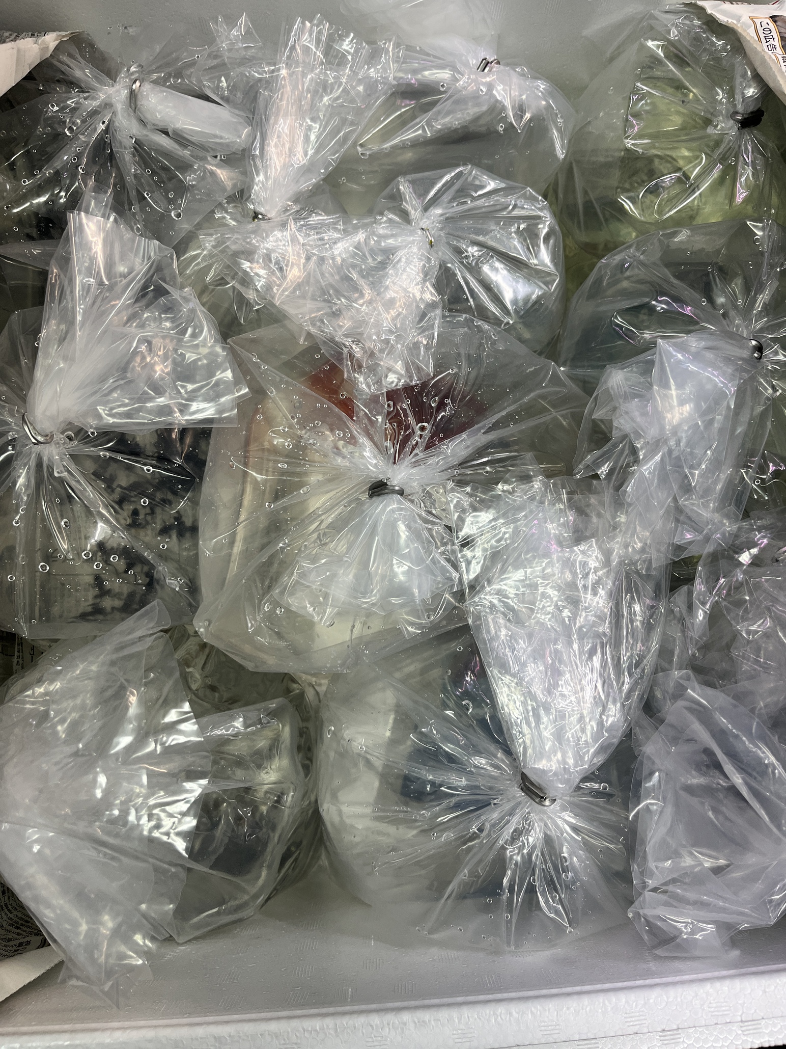生体入荷！