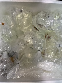 生体入荷！ 2022/12/03 11:23:28