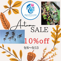 Autumn SALE最終日！＆アクリルBOX入荷！ 2022/09/13 12:21:15