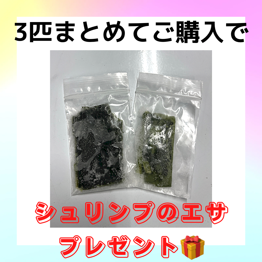シュリンプ入荷(^o^)／