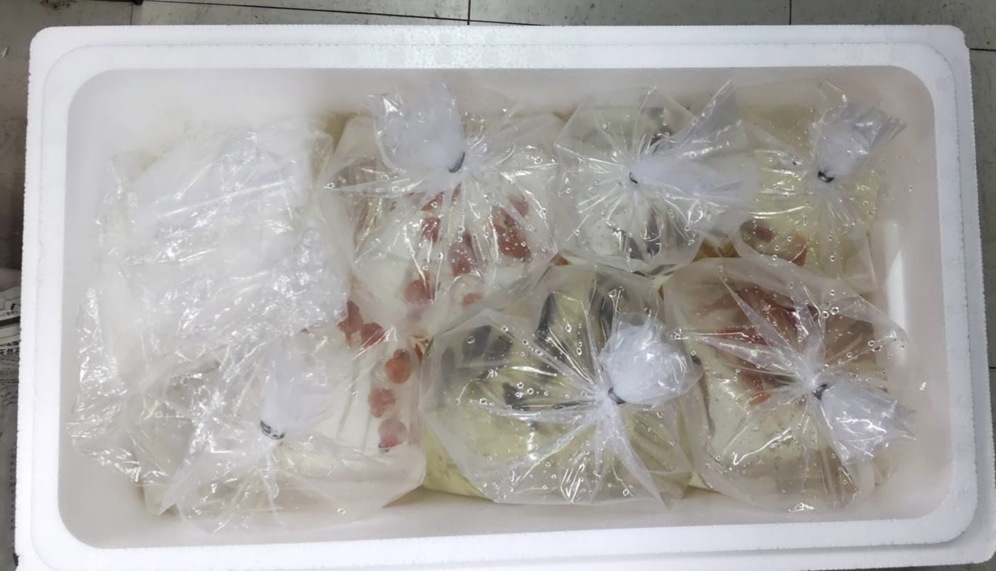 生体入荷！