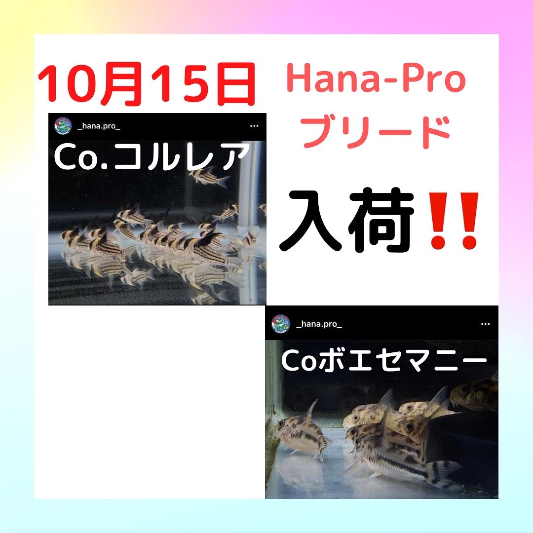 １５日（土）入荷します(^_^)