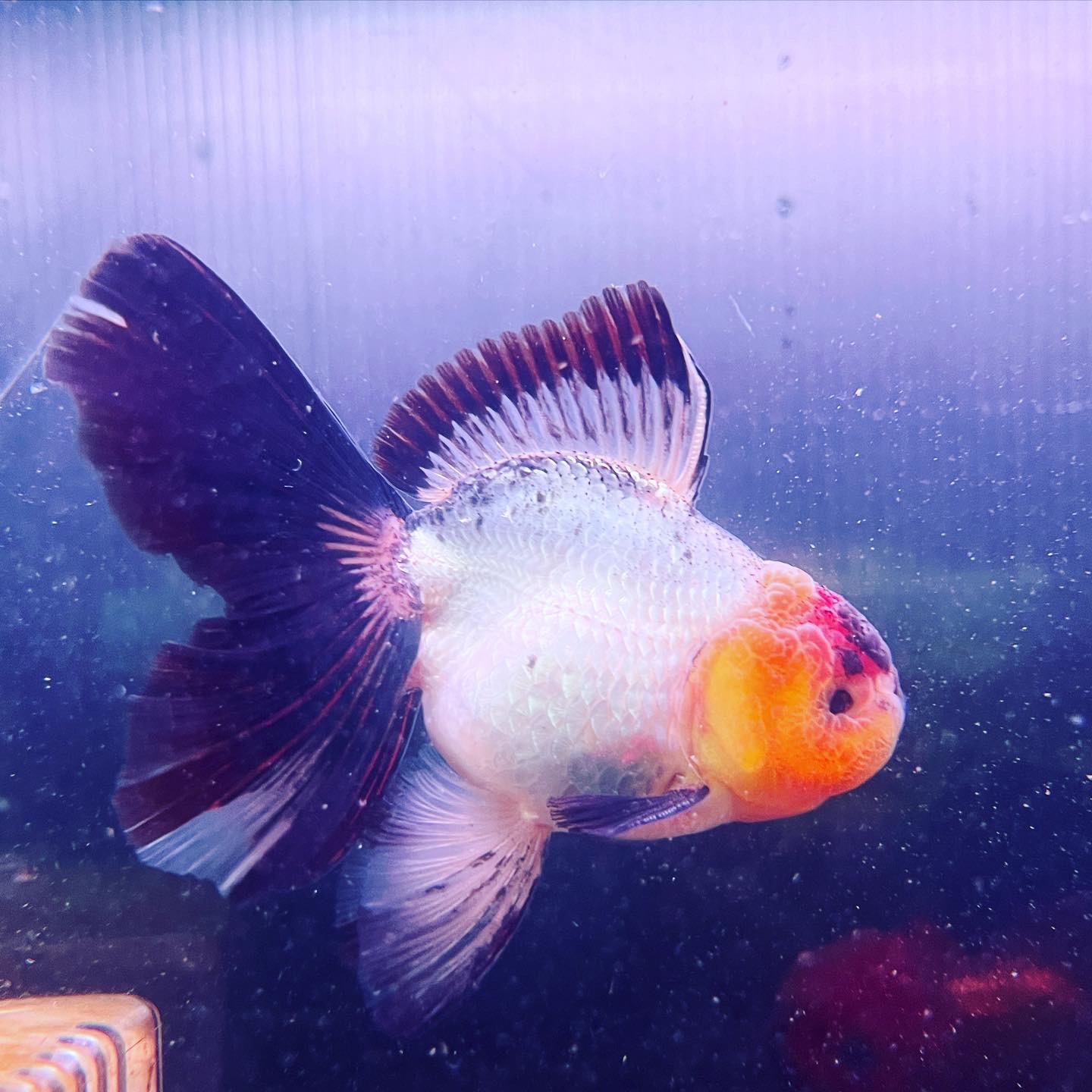 変わり金魚到着！！